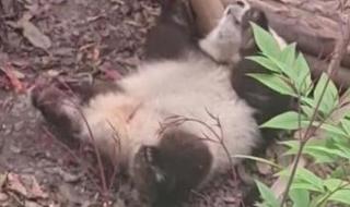 大熊猫花花的妈妈死亡