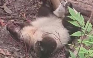 熊猫花花的故事 大熊猫花花的妈妈死亡
